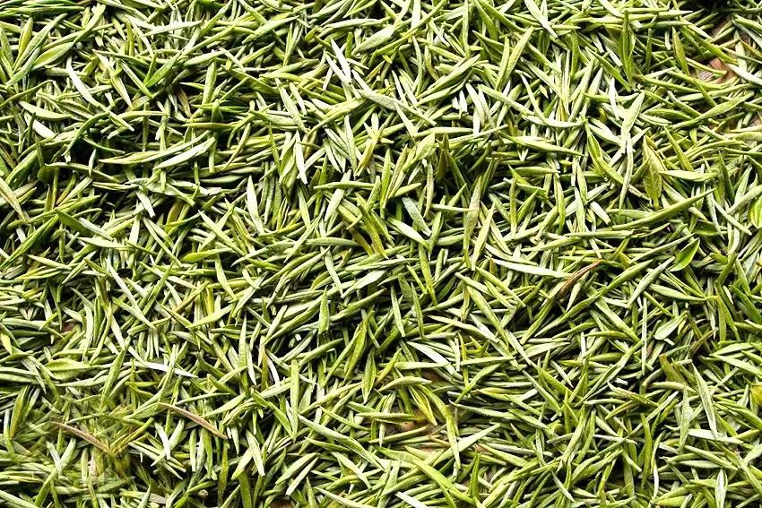绿意葱茏，茶山清脆这里就是----皇家山-皇家山