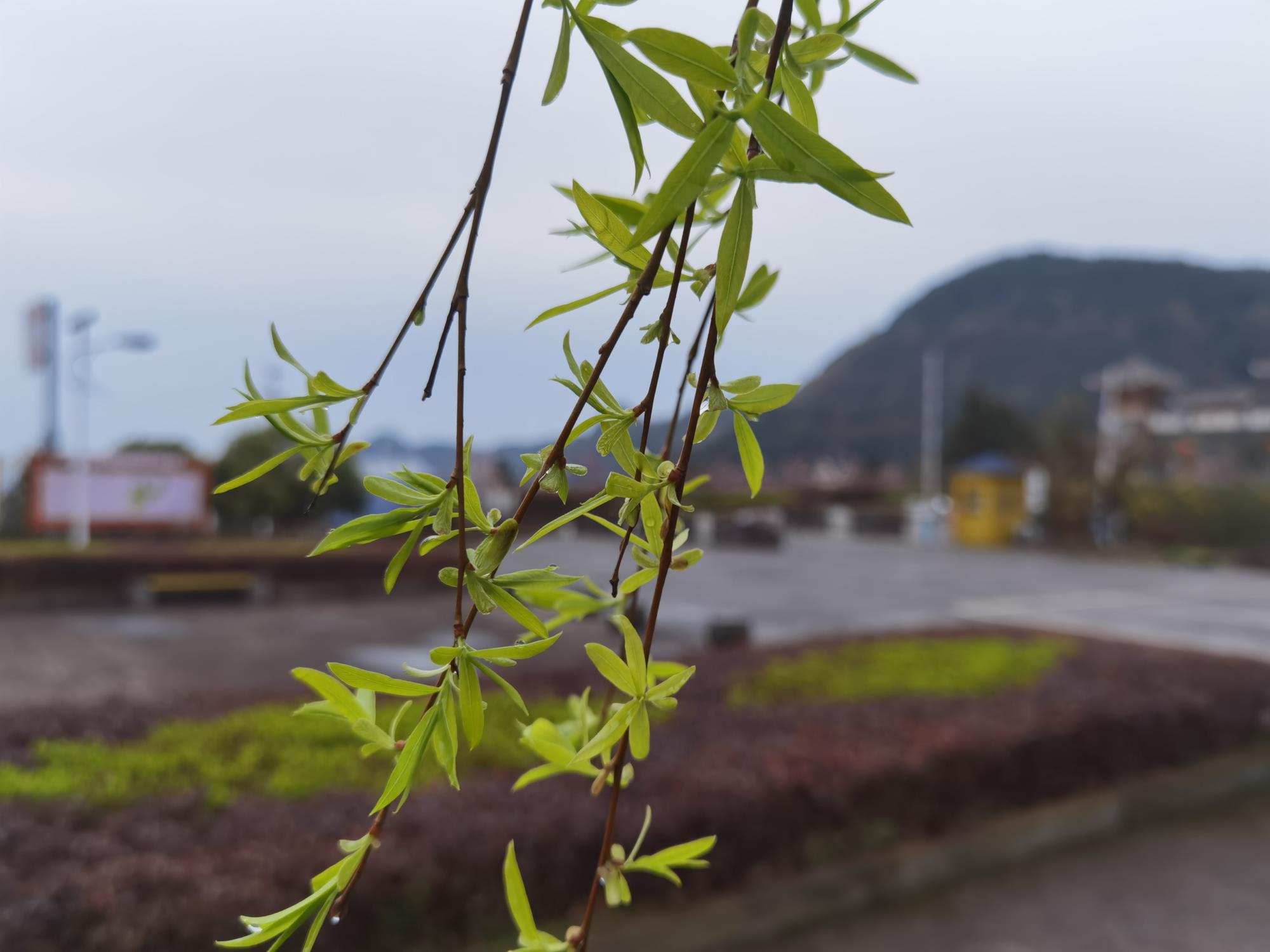 【每日一景】春和柳的相遇-皇家山