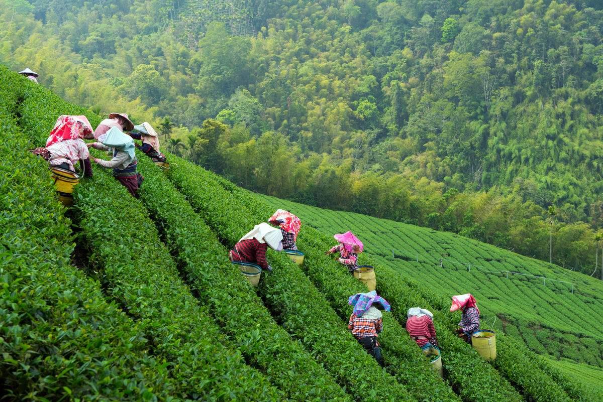 皇家山最美茶园-皇家山